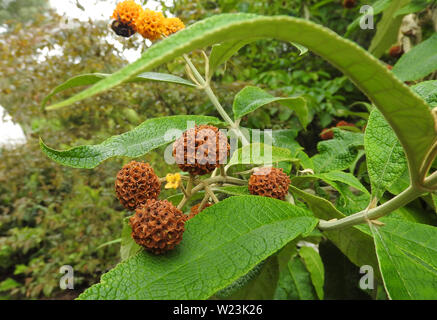 Globular seed cases of Buddleja Globosa a plant native to Argentina & Chile aka Golden Ball Tree - Bumble Bee on flowers at rear of picture Stock Photo