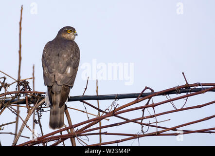 Female eurasian sparrowhawk sits in top vine branches as she controls environment around herself Stock Photo