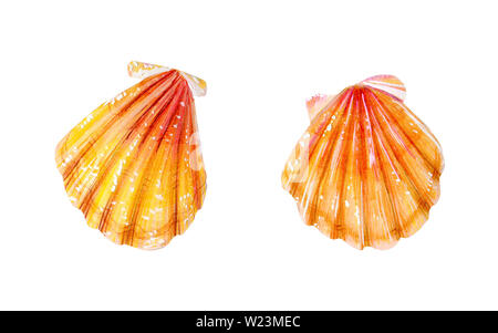 Set of two yellow sea scallops. Sea bivalve Pectinidae. Nature of the World Ocean. Underwater resident. Hand drawn illustration isolated on white back Stock Photo