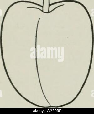 Archive image from page 181 of Cyclopedia of hardy fruits (1922). Cyclopedia of hardy fruits  cyclopediaofhar00hedr Year: 1922  152 REPUBLICAN ROYAL DUKE obovate, thin ; margin coarsely serrate, with dark glands; petiole 1 inch long, with 1-4 small, globose, brownish glands. Flowers midscason ; white, 1 inclics across; borne in dense clusters, usually in threes. Fruit mid- season ; 1 inch in diameter, oblong-conic, compressed; cavity shallow, narrow, abrupt, often lipped ; suture indistinct; apex rounded with a small depression at the center; color amber-red ; dots numerous, light russet, cons Stock Photo