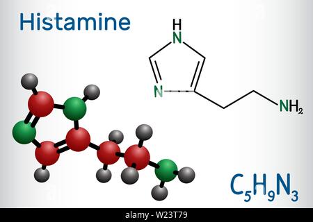 Histamine molecule. It is amine, nitrogenous compound, stimulant of gastric secretion, vasodilator, and centrally acting neurotransmitter. Structural Stock Vector