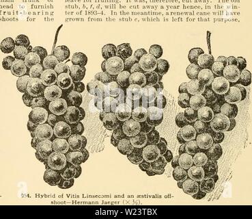 Archive image from page 183 of Cyclopedia of American horticulture Stock Photo