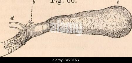 Archive image from page 183 of The cyclopædia of anatomy and. The cyclopædia of anatomy and physiology  cyclopdiaofana01todd Year: 1836  168 ANNELIDA. Fig. 65. the Crustacea and insecta, but consist simply of a terminal ganglion of the optic nerve covered by a layer of black pigment and placed imme- diately beneath the integument, which is thin and transparent at that part. Nervous system.—In like manner the ner- vous system of the annelida is very simple. It occupies .„ the middle line of the ventral -c aspect of the body, and con- sists of a double series of mi- nute ganglions of medullary m Stock Photo