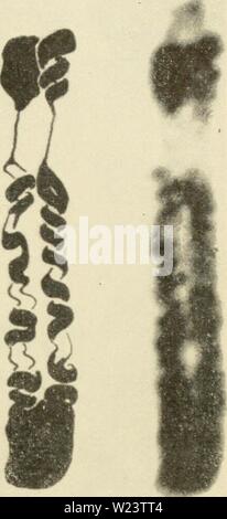Archive image from page 184 of Cytology (1961) Stock Photo