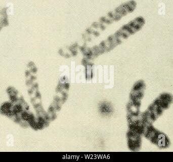 Archive image from page 185 of Cytology (1961)