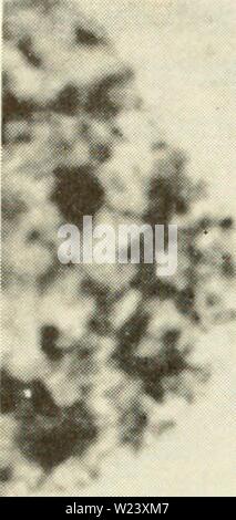 Archive image from page 189 of Cytology (1961) Stock Photo