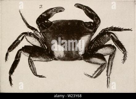 Archive image from page 190 of Decapod crustacea of Bermuda (1908-1922). Decapod crustacea of Bermuda  decapodcrustacea00verr Year: 1908-1922 Stock Photo
