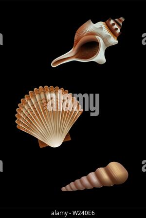 set collection shells reaklistic illustrations vector Stock Vector