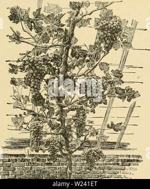 Archive image from page 196 of Cyclopedia of American horticulture Stock Photo