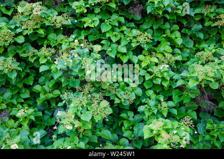 Beautiful wall climbing vine Stock Photo