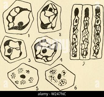 Archive image from page 213 of The cytoplasm of the plant