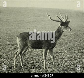 Archive image from page 214 of The deer of all lands; Stock Photo
