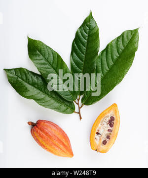 Fresh cacao harvest isolated on studio background above top view Stock Photo