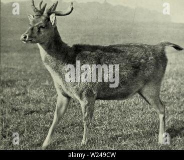 Archive image from page 218 of The deer of all lands; Stock Photo