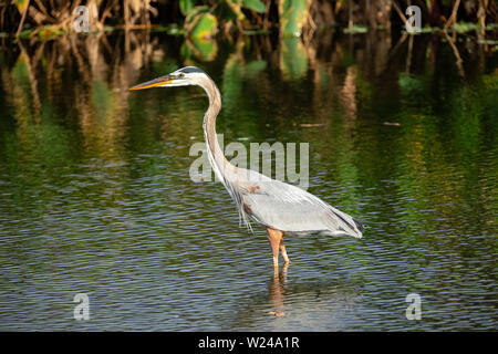 Great blue heron bird. Crane in the marshes of Florida. USA. Stock Photo