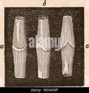 Archive image from page 223 of The cyclopædia of anatomy and. The cyclopædia of anatomy and physiology  cyclopdiaofana03todd Year: 1847  210 LYMPHATIC AND LACTEAL SYSTEM. simply presses the flaps back against the sides of the vessel, and thus no obstruction is offered to its onward course. The flap of a valve con- sists of a fold of the inner coat of the vessel, which, where a valve is to be formed, ceases to Fig. 48.    a, b, and c, lymphatic vessels inverted, giving three different mews of the valves formed by the lining membrane. (After Breschet.) line the vessel, and is reflected towards i Stock Photo