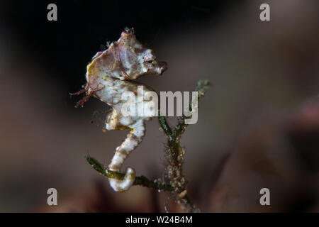 A tiny, well-camouflaged Pontoh's seahorse, Hippocampus pontohi, clings to the seafloor with its tail on a coral reef near Sulawesi, Indonesia. Stock Photo