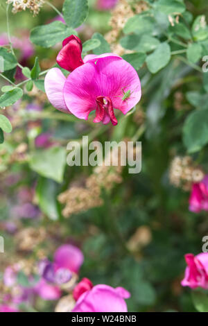 Lathyrus Latifolius, Red Pearl and a green fly Stock Photo