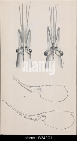 Archive image from page 234 of Decapoda natantia of the coasts Stock Photo