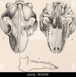 Archive image from page 237 of The cyclopædia of anatomy and Stock Photo