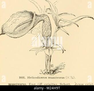 Archive image from page 243 of Cyclopedia of American horticulture Stock Photo