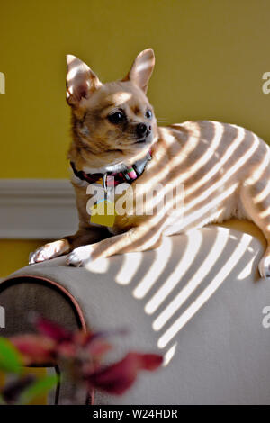 Tiger best sale striped chihuahua