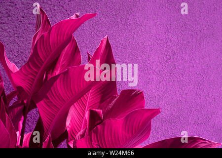 Close up pink tropical leaves over purple grunge concrete wall. Vibrant exotic background. Stock Photo