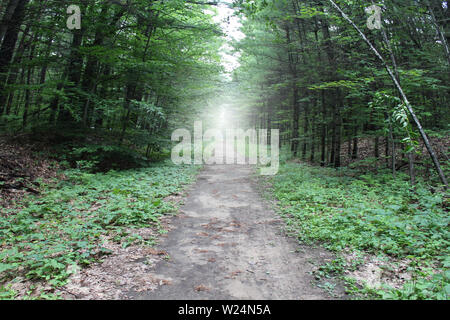 Pathway through the woods as a hiking trail in a forest and a path inside a woodland lane representing the future and hope or fear of the unknown. Stock Photo