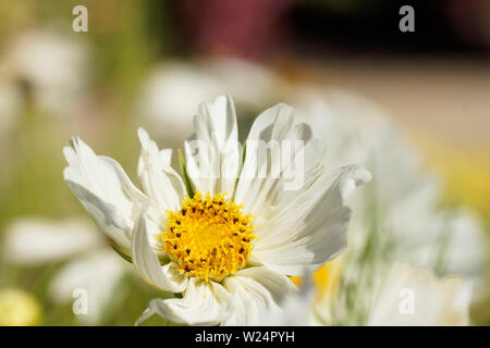 weiß-gelbe Blüte Stock Photo