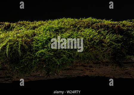 Moss on a rotten log in the forest Stock Photo