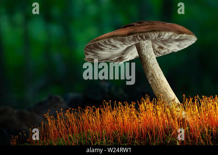Mushroom on colorful mossy log in forest Stock Photo