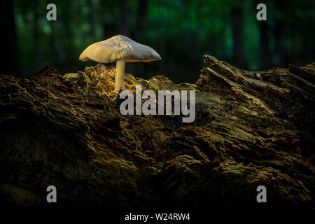 Mushroom growing on old rotten log in forest Stock Photo