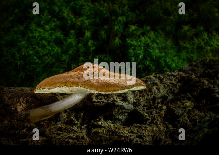 Mushroom growing on old rotten log in forest Stock Photo