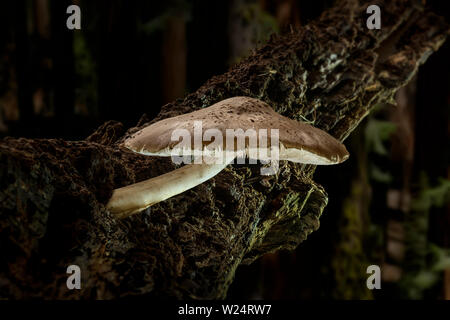 Mushroom on rotten tree branch in forest Stock Photo
