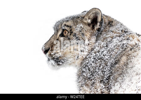 The snow leopard is a large cat from the mountain ranges of Central and South Asia in the alpine zones at elevations of 10,000 to 15,000 feet. Stock Photo