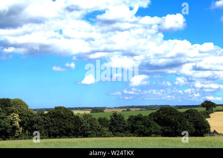 agricultural landscape, Norfolk, England, fields, crops, white cumlus clouds Stock Photo