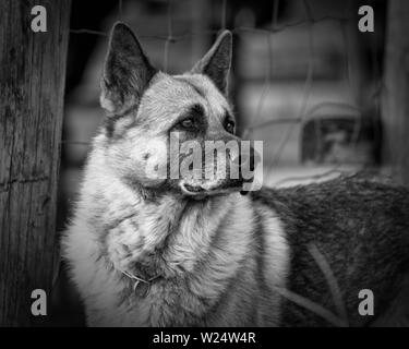 black and white image of a male german shepherd.  Looking away from the camera.  Guard dog. Stock Photo