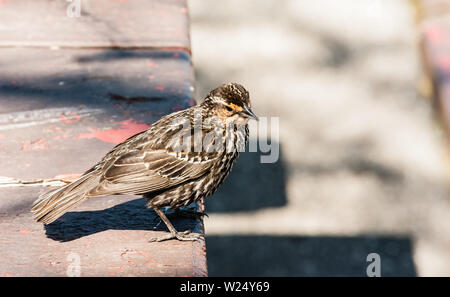 Small spotted brown bird standing on ledge. Stock Photo