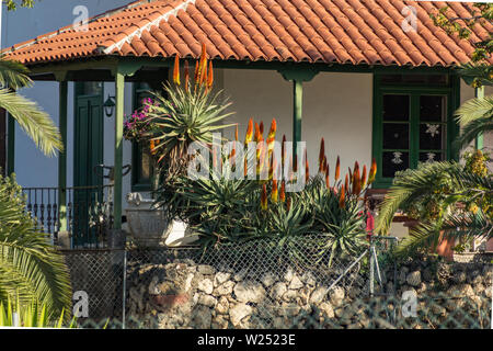 Group of red and yellow blooming aloe flowers - Aloe arborescens in small rural house garden on Tenerife. Sunny day. Long focus lens. Stock Photo