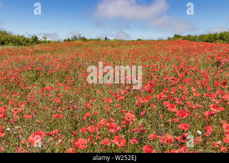 Poppies background with blue sky and fluffy clouds Stock Photo - Alamy