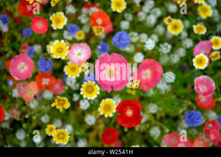 Natural background made of bright, colorful, vibrant selections of wildflowers on a spring meadow in British Columbia, Canada. Focus on the main chara Stock Photo