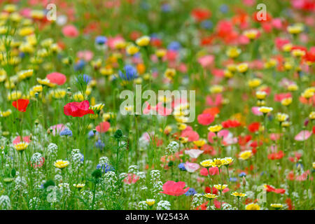 Natural background made of bright, colorful, vibrant selections of wildflowers on a spring meadow in British Columbia, Canada Stock Photo