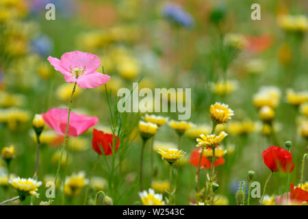 Natural background made of bright, colorful, vibrant selections of wildflowers on a spring meadow in British Columbia, Canada Stock Photo