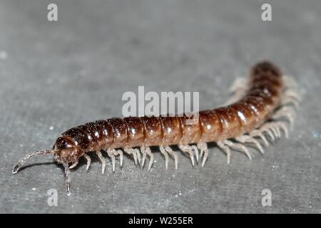 Close-up of a tiny centipede crawling along a concrete floor Stock Photo