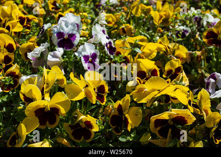 Blooming violet-yellow pansies in the garden as a floral background on a Sunny day. Selective focus on one flower. Stock Photo
