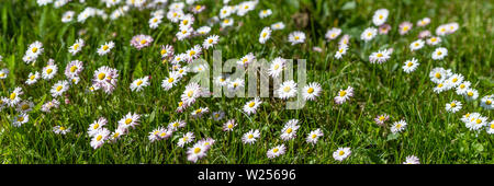 Beautiful floral background of wild flowers of chamomile officinalis on a green meadow with a beautiful light effect. Daisy Flower - Chamomile Stock Photo