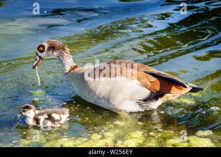 Miami Beach Florida,Normandy Shores Golf Course,Egyptian Goose Alopochen aegyptiaca,gosling,non-native wildlife,lake,eating algae,swimming,FL190531022 Stock Photo