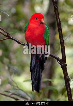 Australian King-parrot June 9th, 2019 Rainforest Canopy Treehouse, near Tarzali, Australia Stock Photo