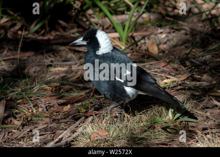 Australian Magpie May 30th, 2019 Blue Mountains, Australia Stock Photo