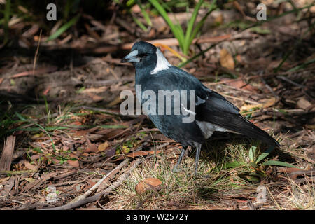 Australian Magpie, from the Blue Mountains of Australia Stock Photo